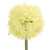 60cm Allium Spray Cream