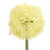 60cm Allium Spray Cream