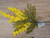 38cm Mimosa Spray