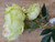 26" Peony x 2 Lime
