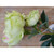 26" Peony x 2 Lime