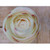 19.5" Ranunculus Cream