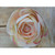 19.5" Ranunculus Lt Pink