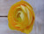 19.5" Ranunculus Yellow