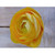 19.5" Ranunculus Yellow