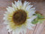 39" Sunflower Cream