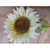 39" Sunflower Cream