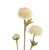 70cm Mum Spray x 3 Cream