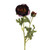 Ranunculus Damson