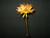 Dk Yellow Gerbera Daisy Spray