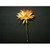Dk Yellow Gerbera Daisy Spray