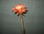 Rusty Gerbera Daisy Spray