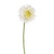 Gerbera Double Cream