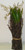 Lily of The Valley Bundle