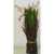 Lily of The Valley Bundle
