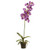 32" Potted Phalaenopsis