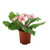 19cm Primula Bush Pink