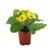 19cm Primula Bush Yellow