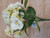 30cm Pansy Bush x7 Cream