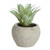 13cm Succulent in Pot