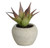 14cm Succulent in Pot