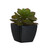 11cm Succulent Black Pot