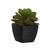 11cm Succulent Black Pot