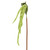 Amaranthus Green