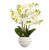 75cm Cream Orchid in Ridge Pot