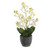 60cm Cream Orchid x7 in Black Pot