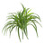 60cm Dracaena x5 Green