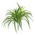 60cm Dracaena x5 Green
