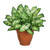 52cm Dieffenbachia Green/White