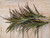 92cm Yucca Tree Red/Green