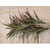92cm Yucca Tree Red/Green