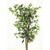 Ficus New 7' Green