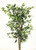 Ficus New 7' Green