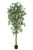 Ficus New 7' Vari