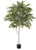 Birch w White Trunk 6'