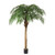 7.5' Fountain Palm Tree x19x679