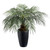 48" Fan Palm Tree x18
