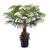 48" Fuji Palm Tree x485