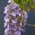 Wisteria Spray Lilac 102Cm