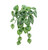 40cm Peperomia Bush x7