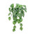 40cm Peperomia Bush x7