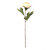 Eternity Peony Stem Antiq Peach