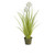 84cm Allium Grass w/Zinc Pot Crm