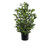 90cm Bay Leaf w/Pot