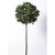 5' Bay Ball Tree