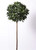 5' Bay Ball Tree
